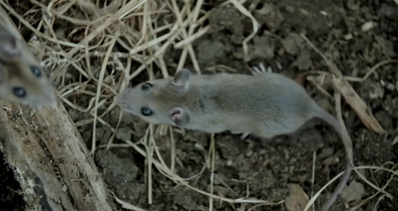 Mouse in grass - Rodent Control Caldwell ID