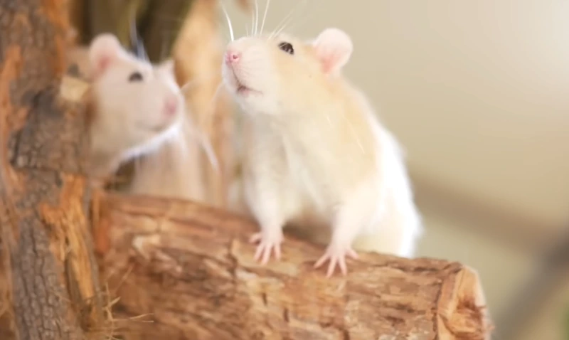 Two mouse on wood - Rodent Control Caldwell ID